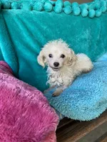 processed/dfcbd6a6-b6e4-4f4f-b9b3-90270a204175/listing/7960dae8-9d56-4364-974f-937816bbbbb9/2a75233d-8f4b-4cf6-8815-b4bef9243278