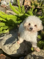 Bentley, a male Maltipom for sale in Tracy, CA – 4 of 6