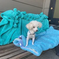 Bentley, a male Maltipom for sale in Tracy, CA – Photo 2 of 6