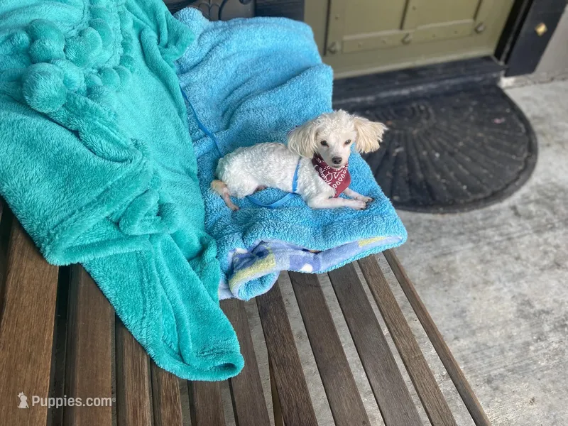 Bentley – Maltipom puppy for sale in Tracy, CA