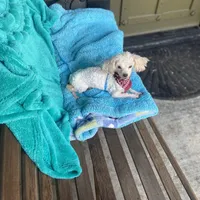 Bentley, a male Maltipom for sale in Tracy, CA – Photo 5 of 6