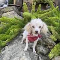 Bentley, a male Maltipom for sale in Tracy, CA – Photo 6 of 6