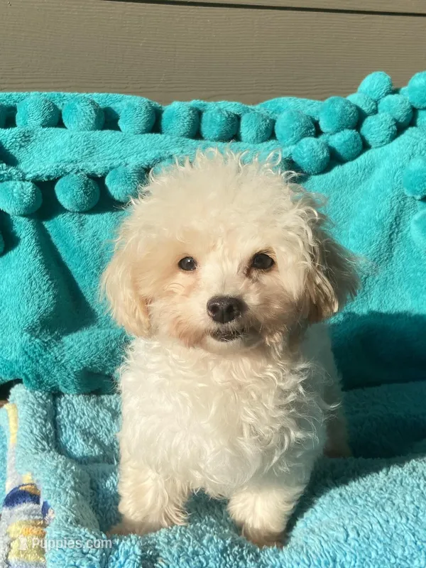 Bentley – Maltipom puppy for sale in Tracy, CA