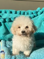 Bentley, a male Maltipom for sale in Tracy, CA – 1 of 6