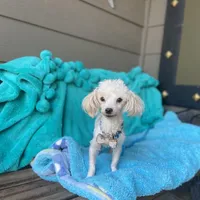 Bentley, a male Maltipom for sale in Tracy, CA – Photo 3 of 6