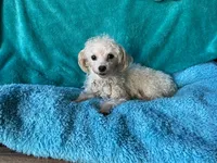 processed/dfcbd6a6-b6e4-4f4f-b9b3-90270a204175/listing/7960dae8-9d56-4364-974f-937816bbbbb9/88b4abe3-ed68-4f6e-94d6-6c1d643fc089