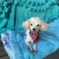 Bentley, a male Maltipom for sale in Tracy, CA – Photo 1 of 6