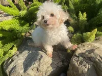 Bentley, a male Maltipom for sale in Tracy, CA – 2 of 6