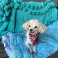 Bentley, a male Maltipom for sale in Tracy, CA – Photo 4 of 6