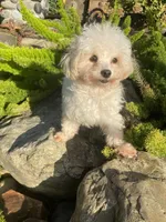 Bentley, a male Maltipom for sale in Tracy, CA – 3 of 6