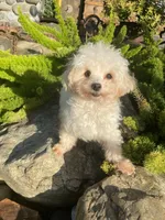Bentley, a male Maltipom for sale in Tracy, CA – 5 of 6
