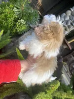 Bugatti, a male Maltipoo for sale in Tracy, CA – Photo 3 of 5