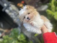 Bugatti, a male Maltipoo for sale in Tracy, CA – Photo 2 of 5