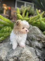 Bugatti, a male Maltipoo for sale in Tracy, CA – Photo 5 of 5