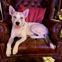 Shakira, a female Siberian Husky for sale in Tracy, CA – Photo 1 of 4