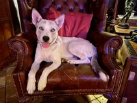 Shakira, a female Siberian Husky for sale in Tracy, CA – Photo 1 of 4