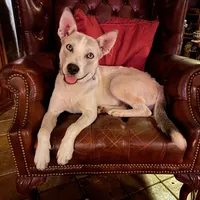 Shakira, a female Siberian Husky for sale in Tracy, CA – Photo 3 of 4