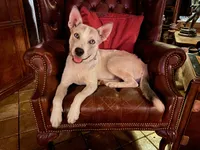 Shakira, a female Siberian Husky for sale in Tracy, CA – Photo 3 of 4