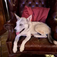 Shakira, a female Siberian Husky for sale in Tracy, CA – Photo 4 of 4