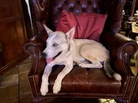 Shakira, a female Siberian Husky for sale in Tracy, CA – Photo 4 of 4