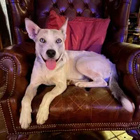 Shakira, a female Siberian Husky for sale in Tracy, CA – Photo 2 of 4