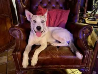 Shakira, a female Siberian Husky for sale in Tracy, CA – Photo 2 of 4