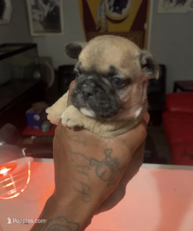 Pearl – French Bulldog puppy for sale in Bowie, MD