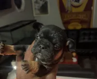 Pearl, a female French Bulldog for sale in Bowie, MD – Photo 3 of 3