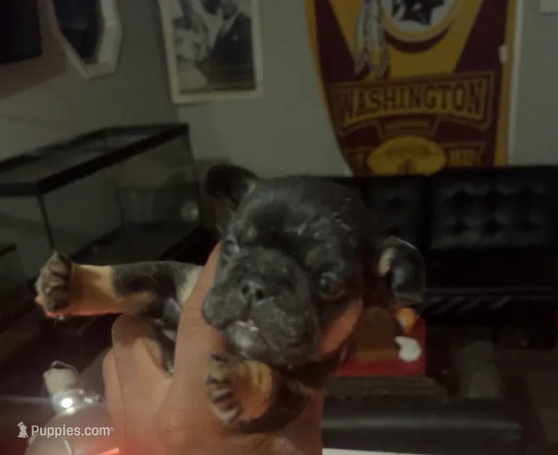 Marco – French Bulldog puppy for sale in Bowie, MD