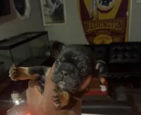Marco, a female French Bulldog for sale in Bowie, MD – Photo 1 of 2