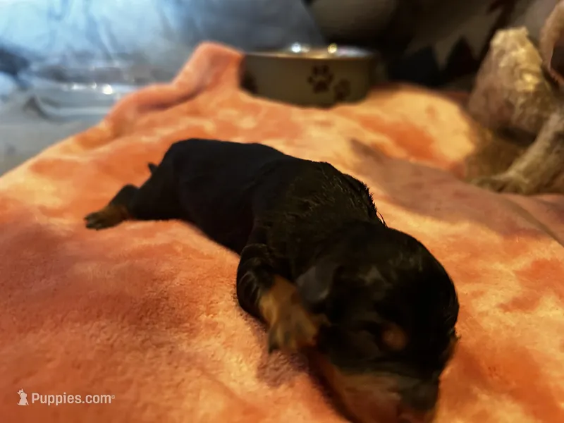 Betty – Havanese, Poodle - Miniature  puppy for sale in Comstock Park, MI