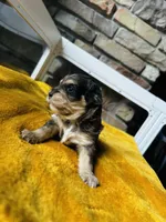 Bamm Bamm , a male Havanese and Poodle - Miniature  for sale in Comstock Park, MI – 4 of 5