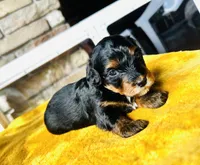 Betty, a female Havapoo for sale in Comstock Park, MI – 4 of 7