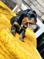 Betty, a female Havapoo for sale in Comstock Park, MI – 6 of 7