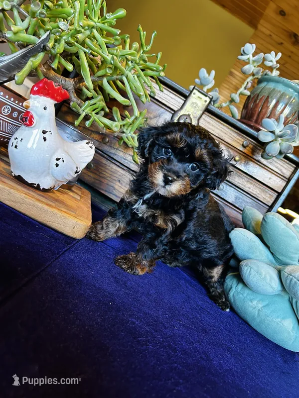 Betty – Havapoo puppy for sale in Comstock Park, MI