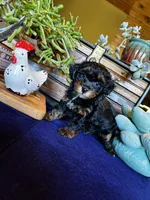 Betty, a female Havapoo for sale in Comstock Park, MI – 1 of 7