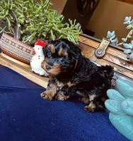 Wilma , a female Havanese and Poodle - Miniature  for sale in Comstock Park, MI – 4 of 8