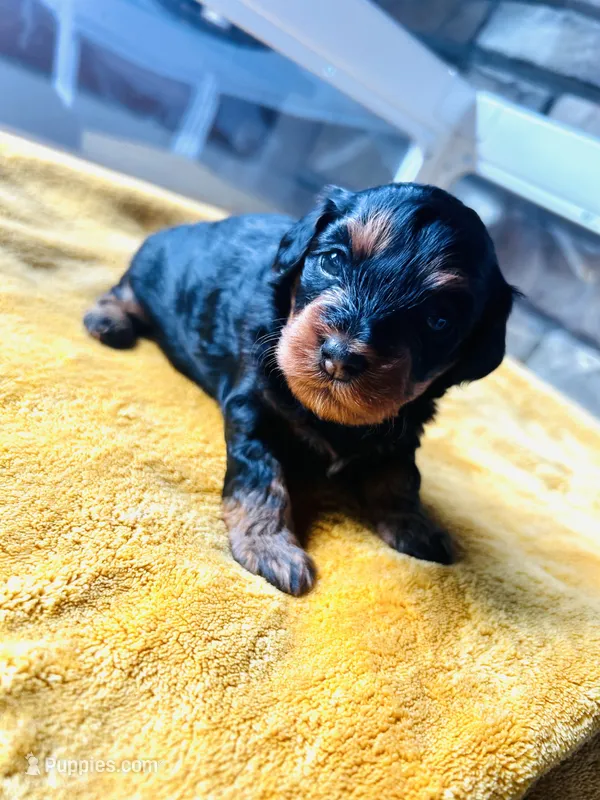 Wilma  – Havanese, Poodle - Miniature  puppy for sale in Comstock Park, MI