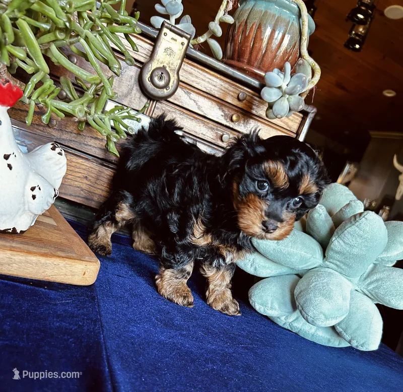 Wilma  – Havanese, Poodle - Miniature  puppy for sale in Comstock Park, MI