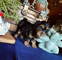 Wilma , a female Havanese and Poodle - Miniature  for sale in Comstock Park, MI – 1 of 8
