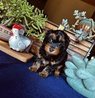 Wilma , a female Havanese and Poodle - Miniature  for sale in Comstock Park, MI – 2 of 8