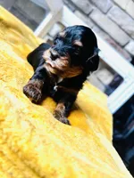 Betty, a female Havapoo for sale in Comstock Park, MI – 3 of 7