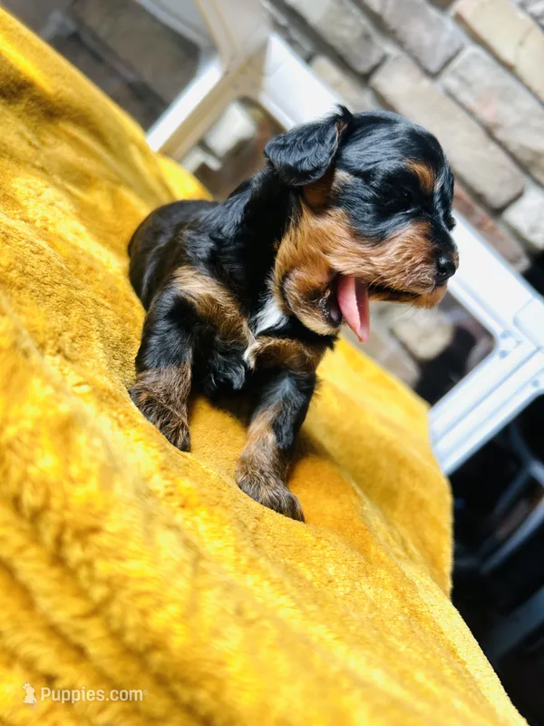 Betty – Havanese, Poodle - Miniature  puppy for sale in Comstock Park, MI