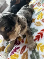 Bamm Bamm , a male Havanese and Poodle - Miniature  for sale in Comstock Park, MI – 2 of 5