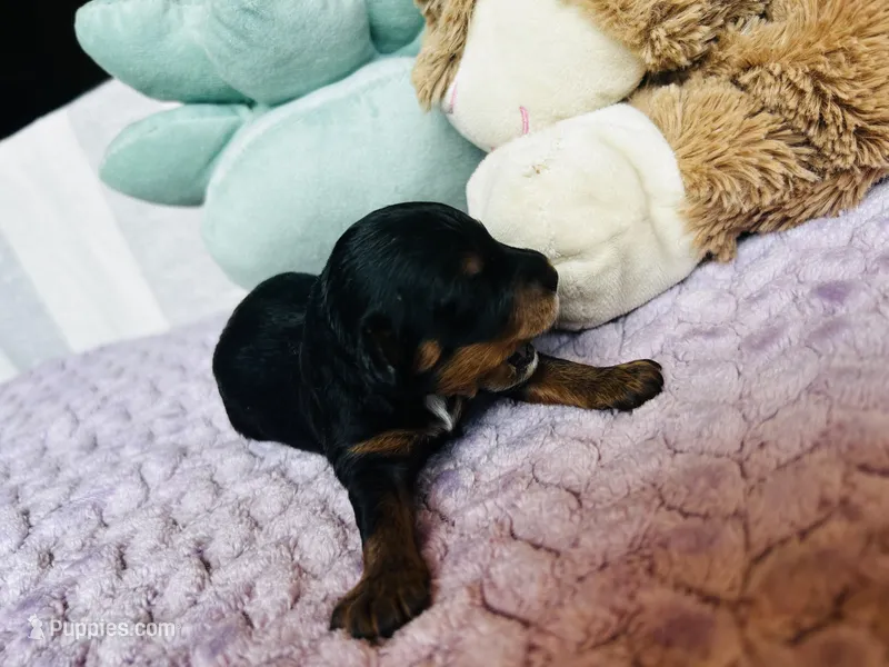 Betty – Havanese, Poodle - Miniature  puppy for sale in Comstock Park, MI
