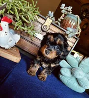 Wilma , a female Havanese and Poodle - Miniature  for sale in Comstock Park, MI – 3 of 8