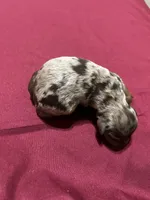 Pebbles , a female Havanese and Poodle - Miniature  for sale in Comstock Park, MI – 2 of 3