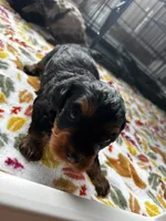 Wilma , a female Havanese and Poodle - Miniature  for sale in Comstock Park, MI – 6 of 8