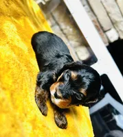 Betty, a female Havapoo for sale in Comstock Park, MI – 5 of 7