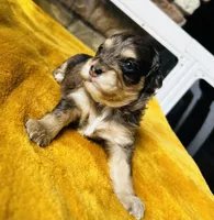Bamm Bamm , a male Havanese and Poodle - Miniature  for sale in Comstock Park, MI – 5 of 5